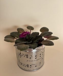 Lata Barcarola - Image 4