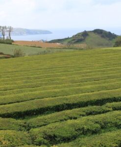 Chá | Green Symphony - Image 5